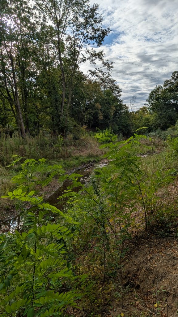 renaturierter Bachlauf